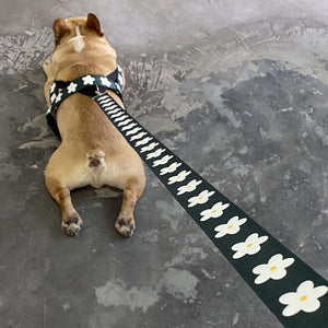 Breathable Adjustable Pet Harness Leash Set