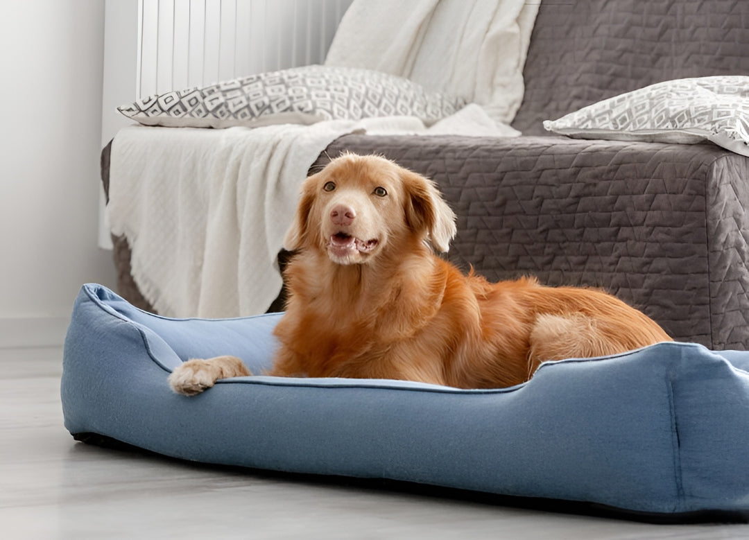 Comfortable Pet Beds For Better Rest